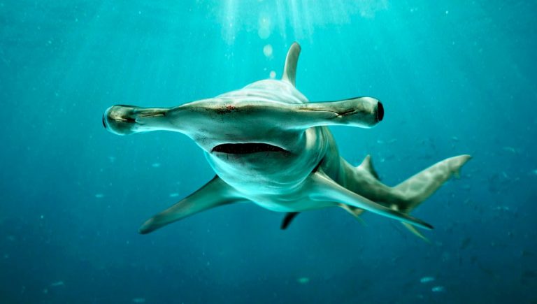 32 curiosità sugli squali martello
