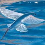 34 curiosità sui pesci volanti