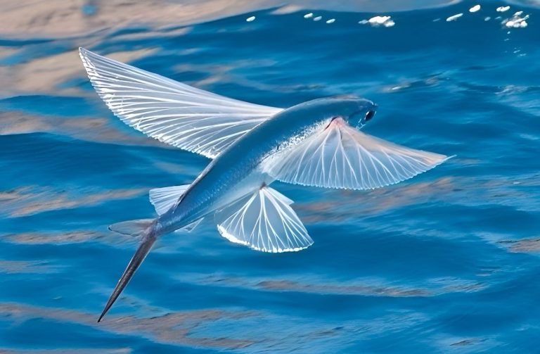 34 curiosità sui pesci volanti