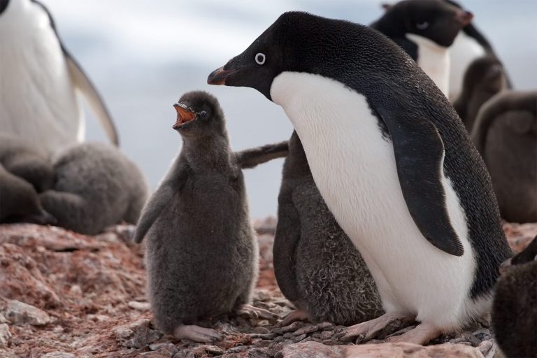 41 curiosità sui pinguini di Adelia
