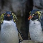 30 curiosità sui pinguini macaroni