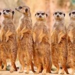 39 curiosità sui suricati