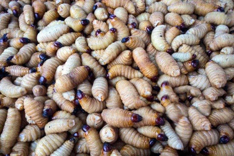 35 curiosità sui vermi delle noci di cocco