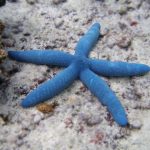 29 curiosità sulle stelle di mare blu