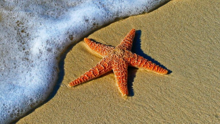 40 curiosità sulle stelle marine