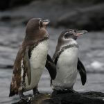 51 curiosità sui pinguini delle Galapagos