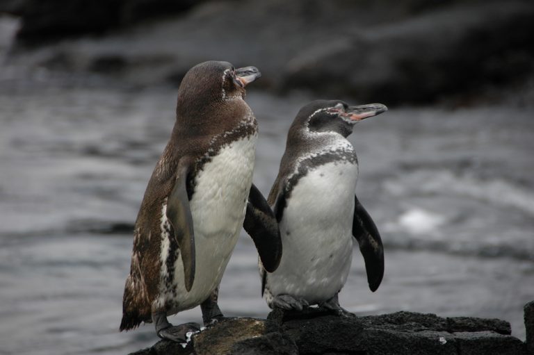 51 curiosità sui pinguini delle Galapagos