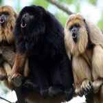 52 curiosità sulle scimmie urlatrici