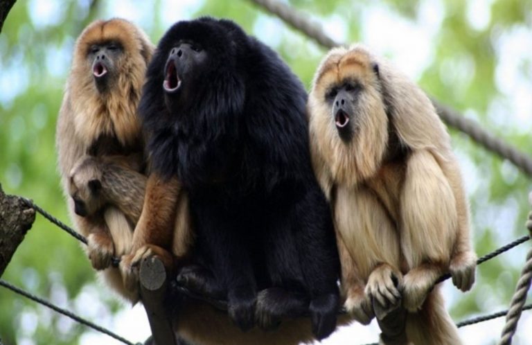 52 curiosità sulle scimmie urlatrici