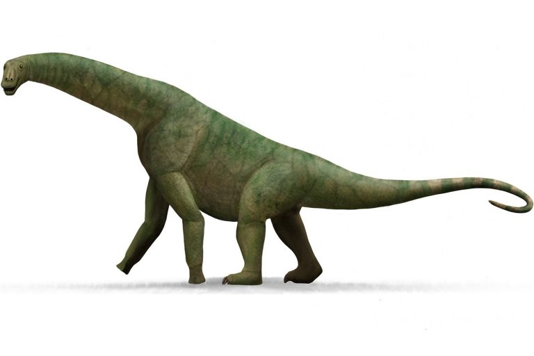 20 curiosità su Isisaurus