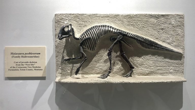 30 curiosità su Maiasaura