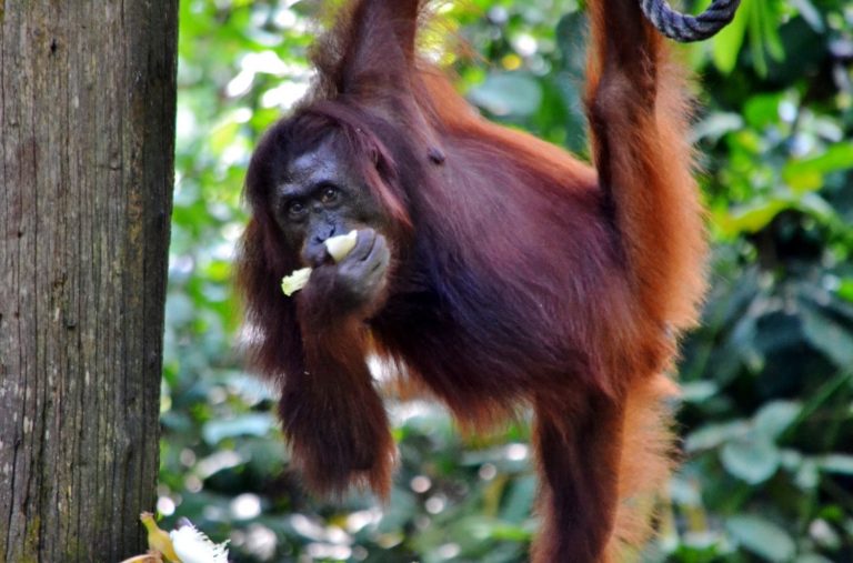 39 curiosità sugli oranghi del Borneo