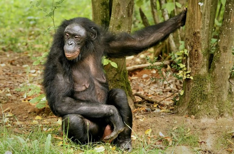 45 curiosità sui bonobo