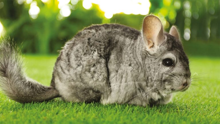 38 curiosità sui chinchilla