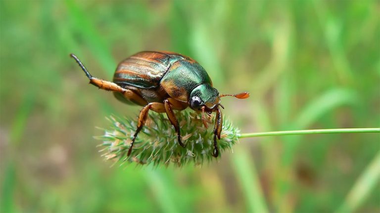 41 curiosità sui coleotteri