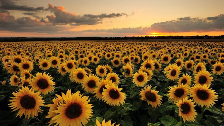 28 curiosità sui girasoli