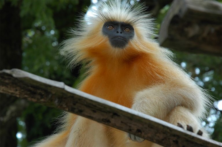 37 curiosità sui langur dorati