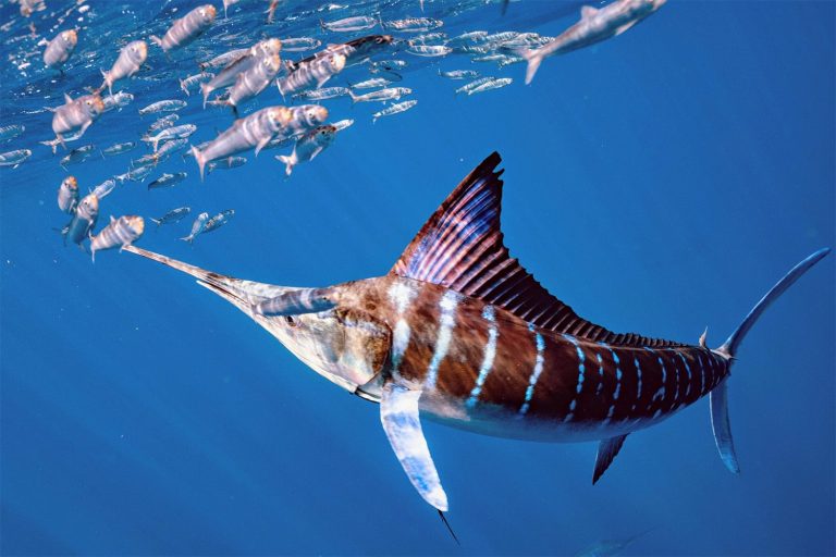 45 curiosità sui marlin