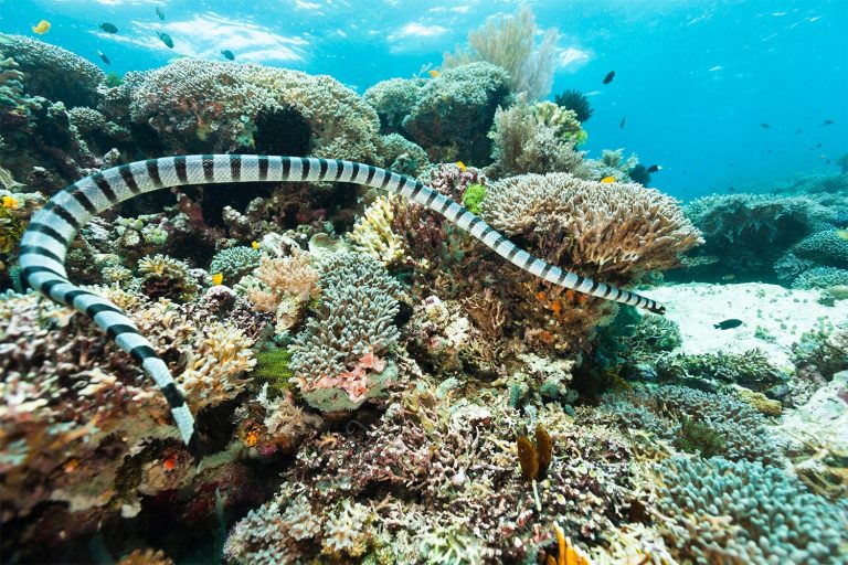 37 curiosità sui serpenti di mare