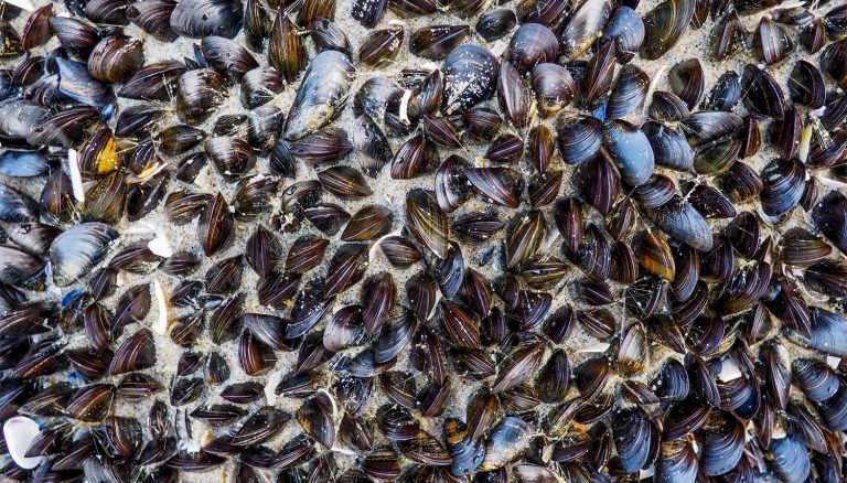 44 curiosità sulle cozze blu