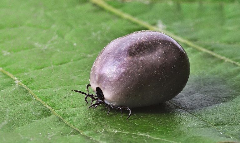 33 curiosità sulle pulci