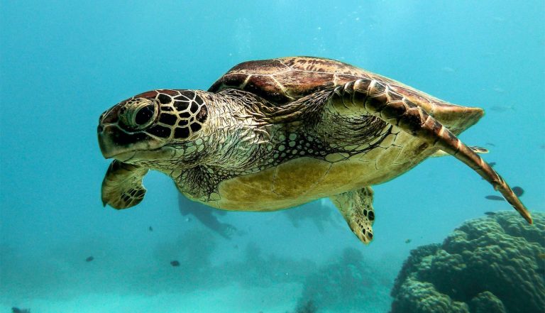 40 curiosità sulle tartarughe caretta