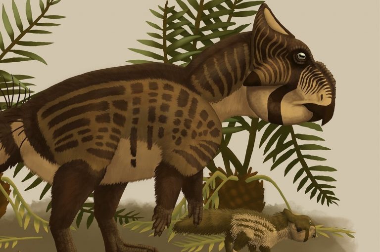 30 curiosità su Leptoceratops