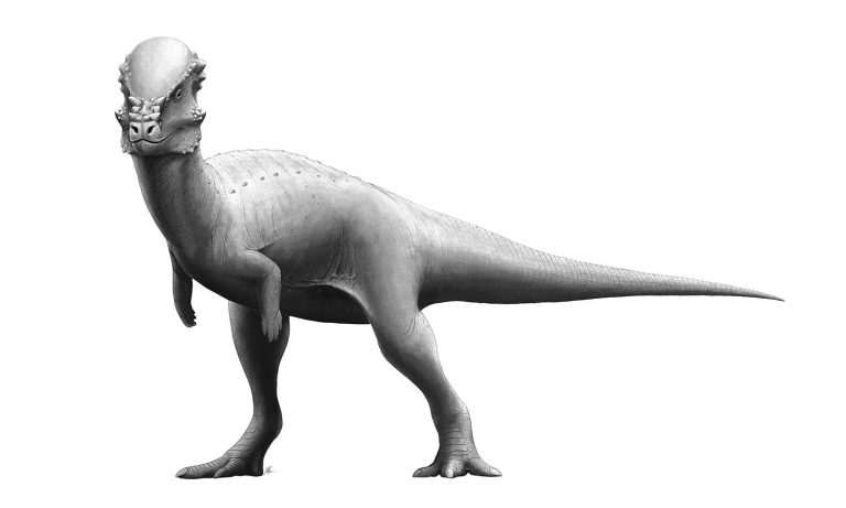 36 curiosità su Pachycephalosaurus