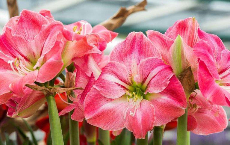 22 curiosità sugli amaryllis