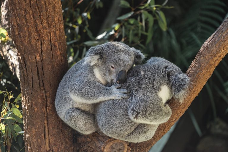 29 curiosità sui koala