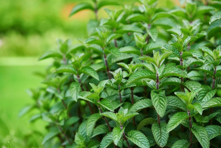 32 curiosità sulla menta piperita