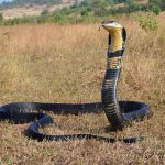 46 curiosità sul cobra reale