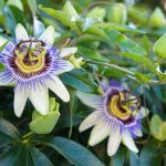 31 curiosità sulla passiflora incarnata