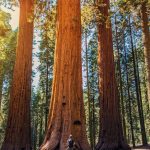 43 curiosità sulle sequoie