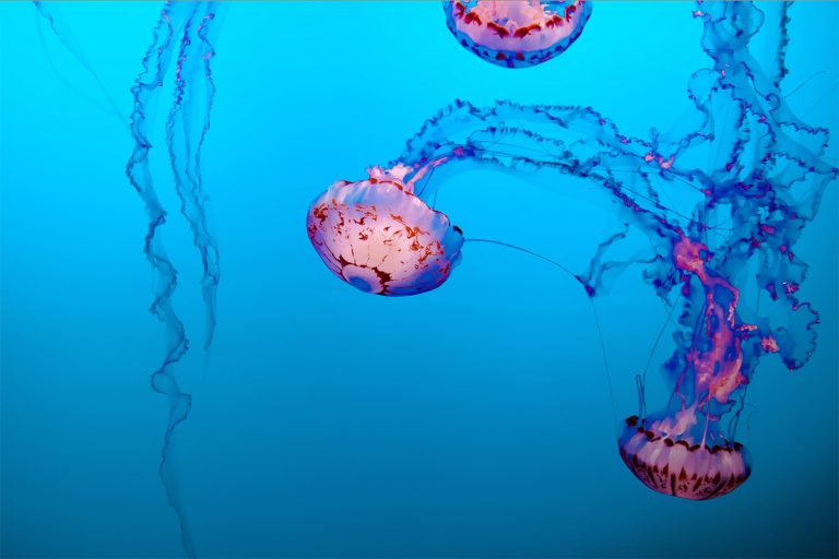 55 curiosità sulle meduse scatola