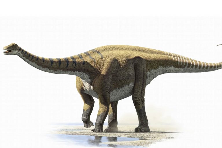 30 curiosità su Aragosaurus
