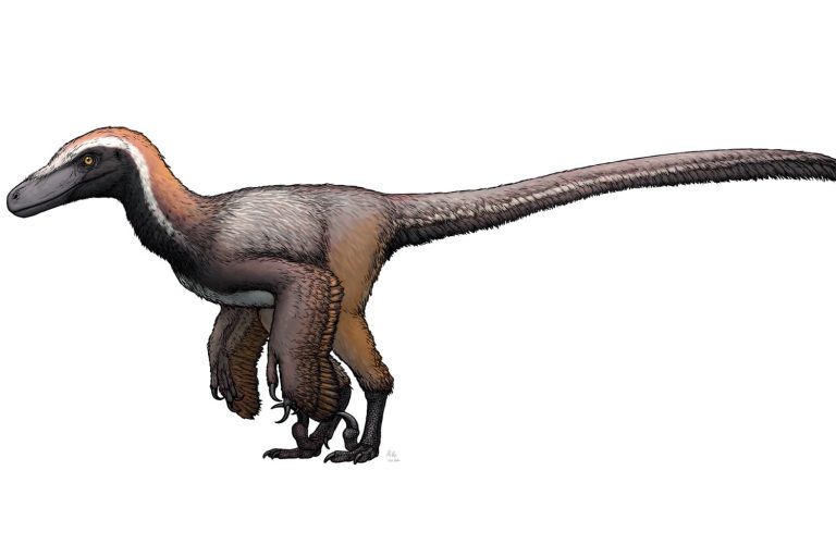 30 curiosità su Pyroraptor