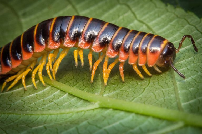 42 curiosità sui centopiedi