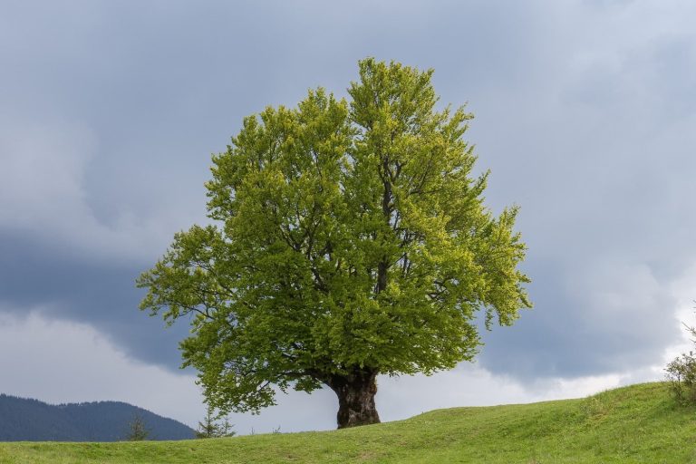 37 curiosità sui faggi