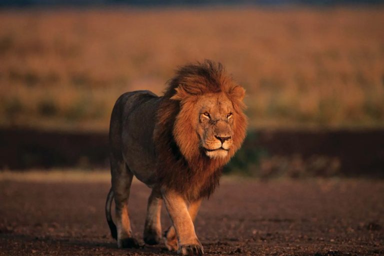 45 curiosità sui leoni