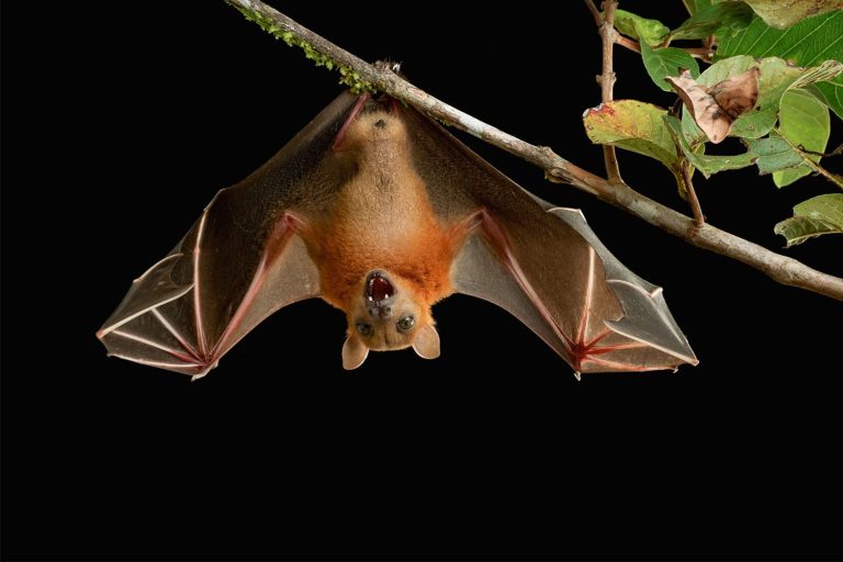 43 curiosità sui pipistrelli