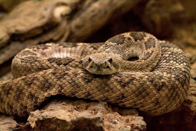 60 curiosità sui serpenti a sonagli