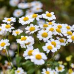 35 curiosità sulla camomilla romana