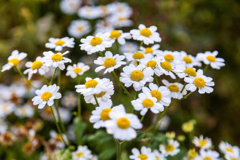 35 curiosità sulla camomilla romana