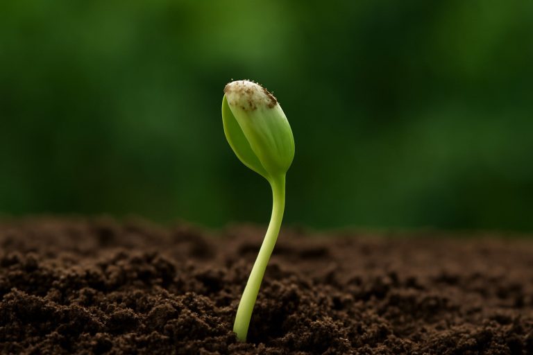 32 curiosità sulla germinazione