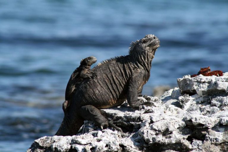 56 curiosità sulle iguane marine
