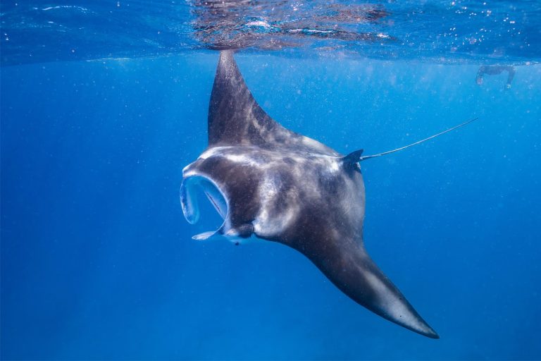 60 curiosità sulle mante giganti