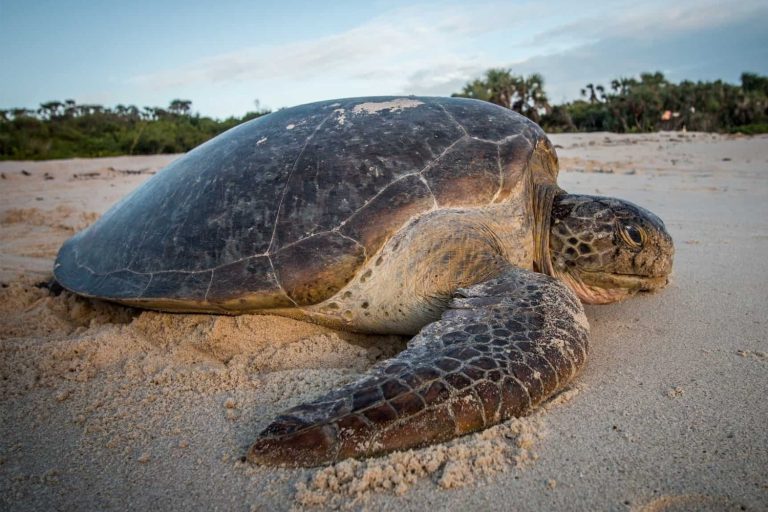 36 curiosità sulle tartarughe liuto